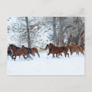 Pferdeherde läuft im Schnee Postkarte