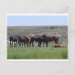Pferdeherde & Prairie Hund - Logan Landkreis KS Postkarte