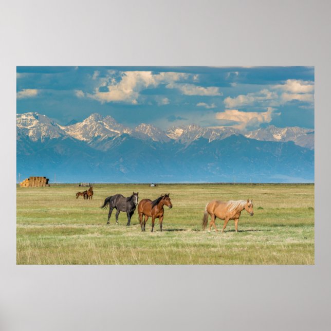 Pferdehöre in Hayfield Poster (Vorne)