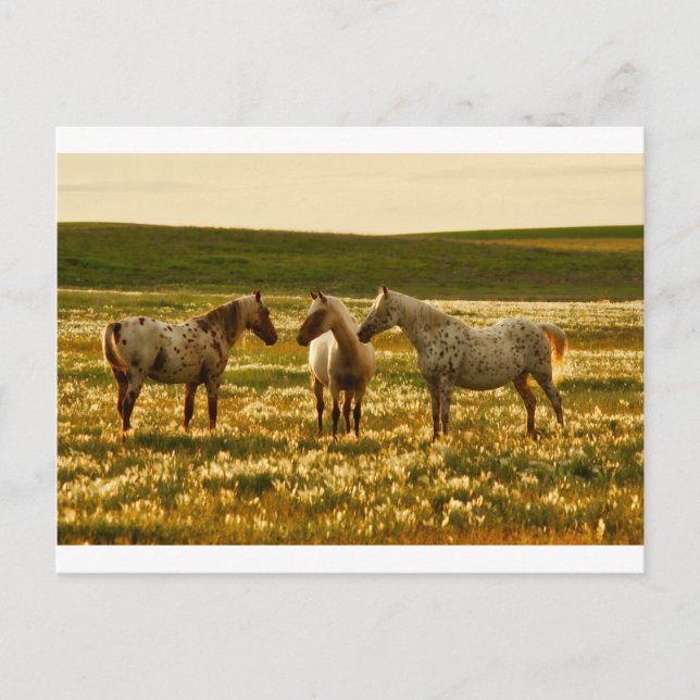 Pferdekonferenz Postkarte (Vorderseite)