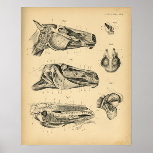 Pferdekopf-Kiefer-Anatomie 1908 Vintager Druck Poster