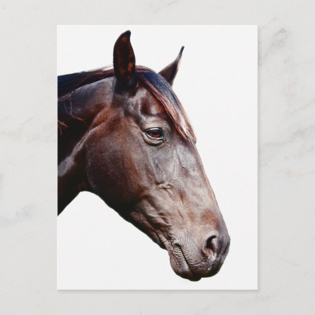 Pferdekopf. Postkarte (Vorderseite)