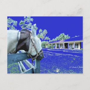 Pferdekopf über Zaun blau gefärbt Postkarte