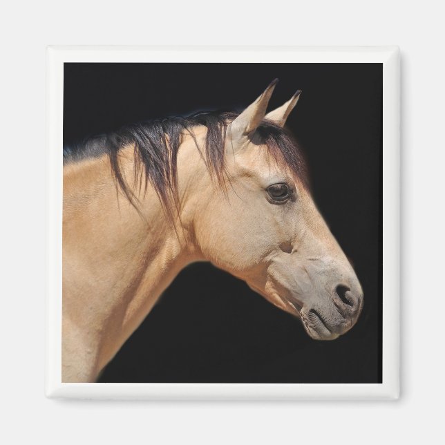 Pferdekopfmagnet Magnet (Vorne)