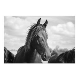 Pferdekopfposter Fotodruck