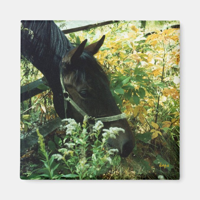 Pferdemagnet Magnet (Vorne)