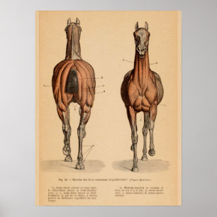 Pferdemuskel Anatomie Französisch Vintag drucken Poster