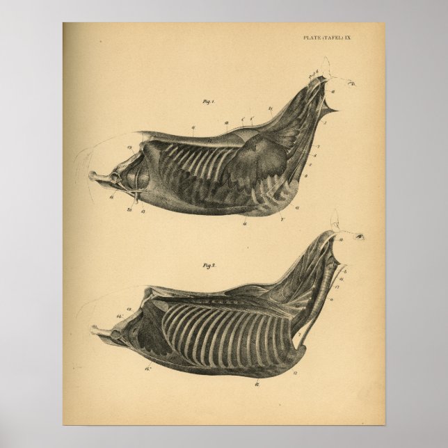 Pferdemuskelanatomie 1908 Vintag drucken Poster (Vorne)