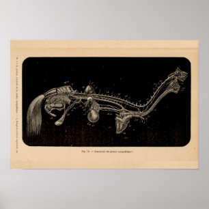 Pferdenerven-Anatomie-französischer Vintager Druck Poster