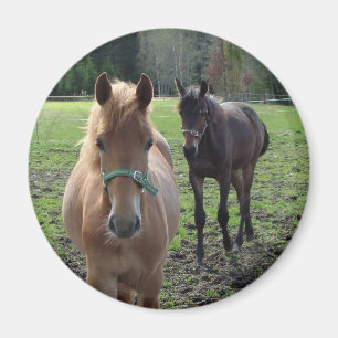 Pferdenmagnet Magnet