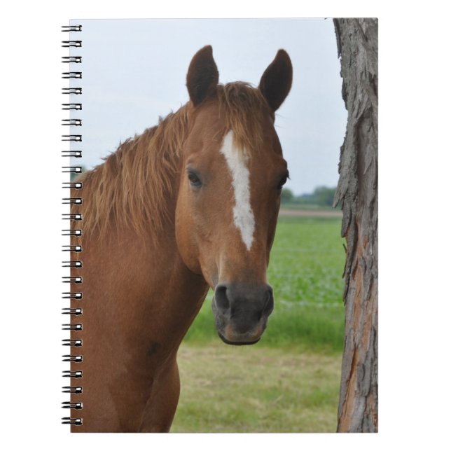 PferdeNotebook Notizblock (Vorderseite)