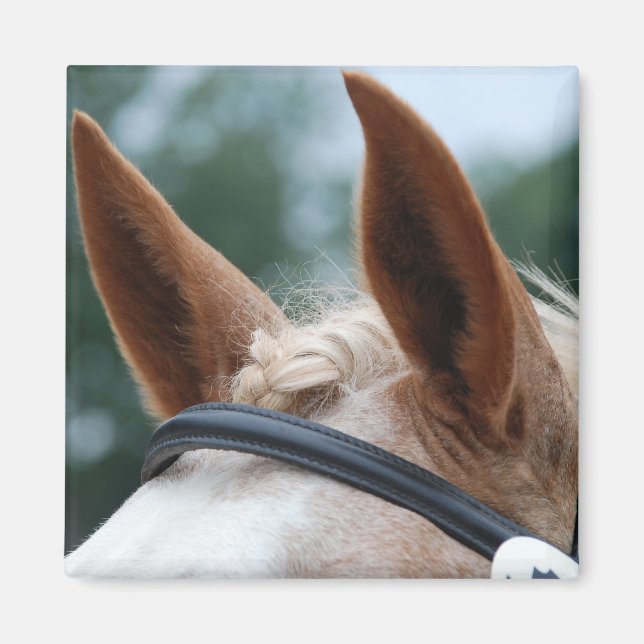 Pferdeohren Magnet (Vorne)