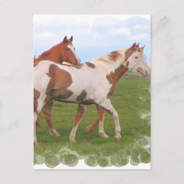 Pferdepferd Postkarte (Vorderseite)