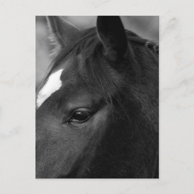 Pferdepkna Postkarte (Vorderseite)