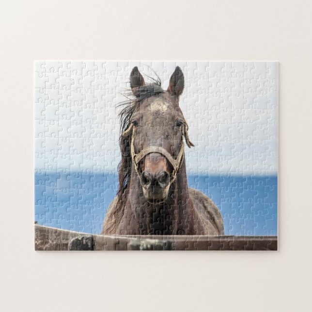 Pferdeportrait (Horizontal)