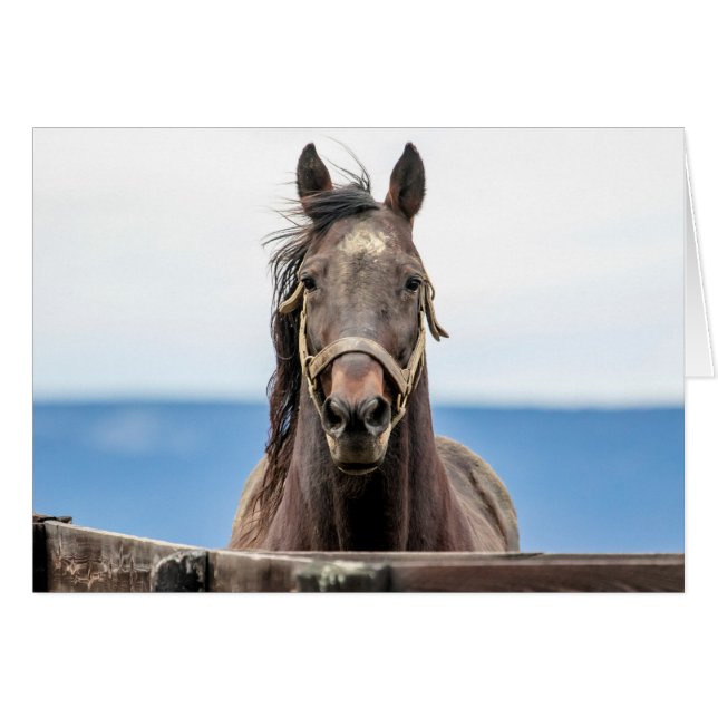 Pferdeportrait (Vorderseite (Horizontal))