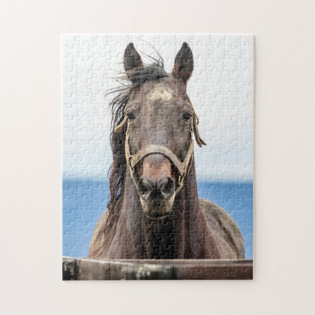 Pferdeportrait (Vertikal)