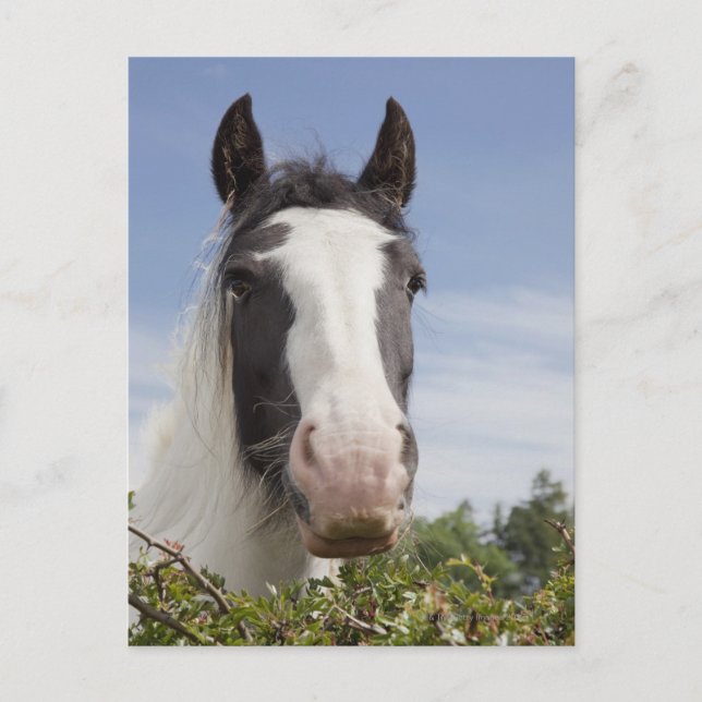Pferdeportrait Clydesdale Postkarte (Vorderseite)