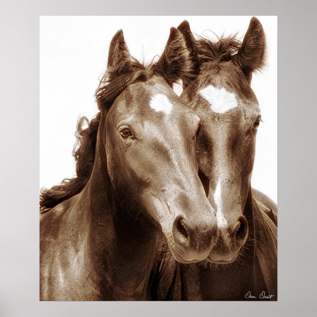 Pferdeportrait III Poster (Vorne)