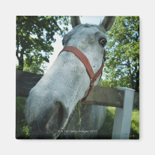 Pferdeportrait Magnet
