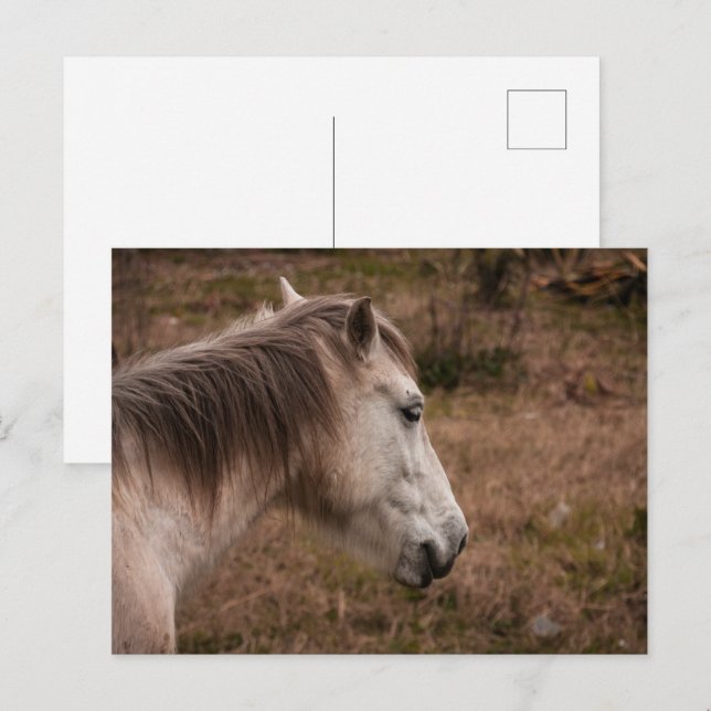 Pferdeportrait Postkarte (Vorne/Hinten)
