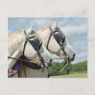 Pferdeportrait Postkarte
