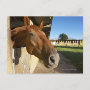 Pferdeportrait, Swasiland, Südafrika Postkarte