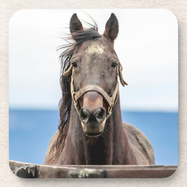 Pferdeportrait Untersetzer (Vorderseite)