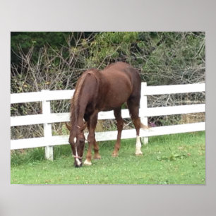Pferdeposter: Amerikanisches Saddlebred Grazing Poster