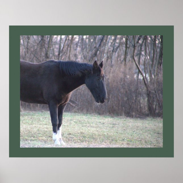 Pferdeposter Poster (Vorne)
