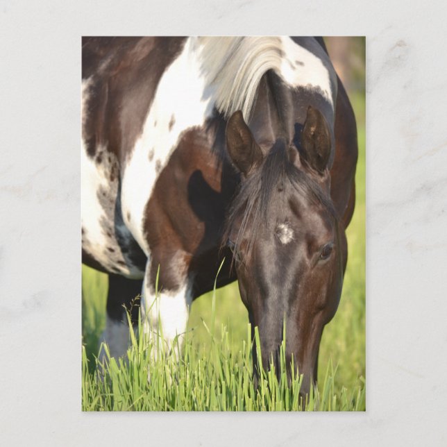 Pferdepostkarte Postkarte (Vorderseite)