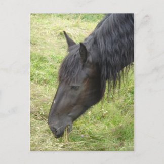 Pferdepostkarte Postkarte