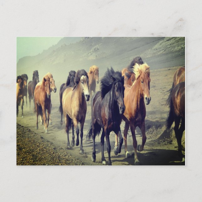 Pferdepostkarte Postkarte (Vorderseite)