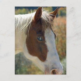 Pferdepostkarte Postkarte