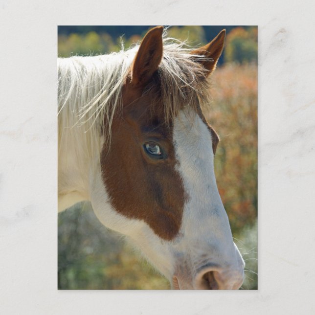 Pferdepostkarte Postkarte (Vorderseite)