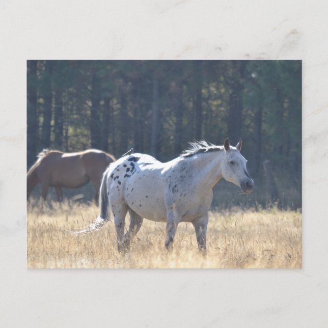 Pferdepostkarte Postkarte (Vorderseite)