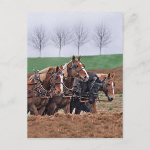 Pferdepostkarte Postkarte