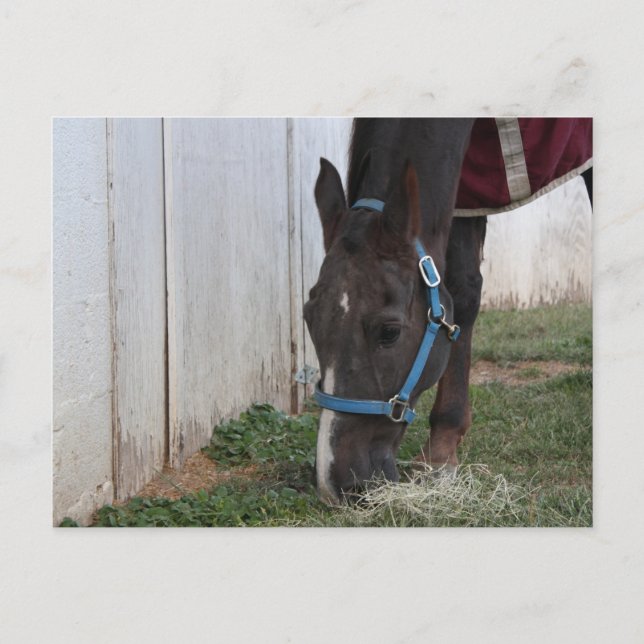 Pferdepostkarte Postkarte (Vorderseite)