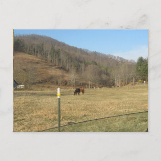 Pferdepostkarte Postkarte