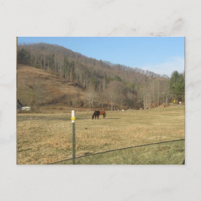 Pferdepostkarte Postkarte (Vorderseite)