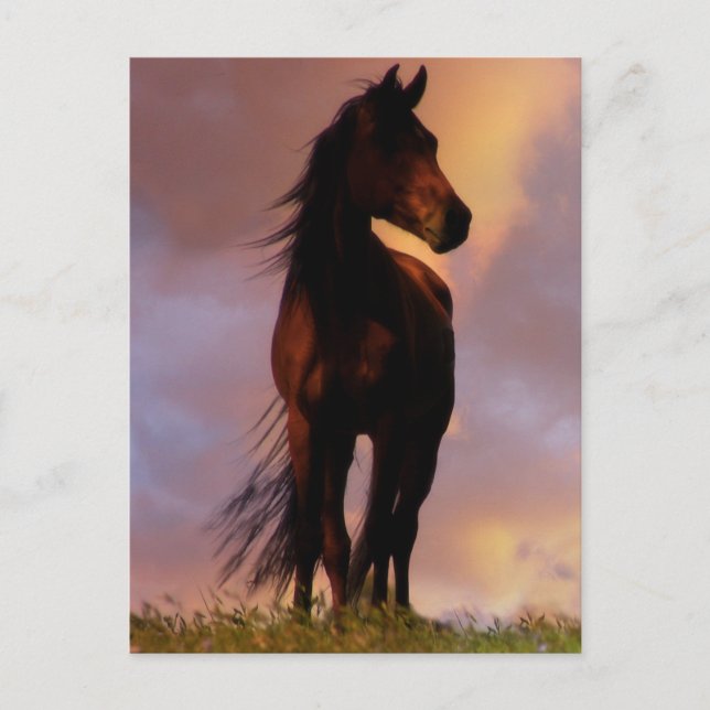 Pferdepostkarte Postkarte (Vorderseite)