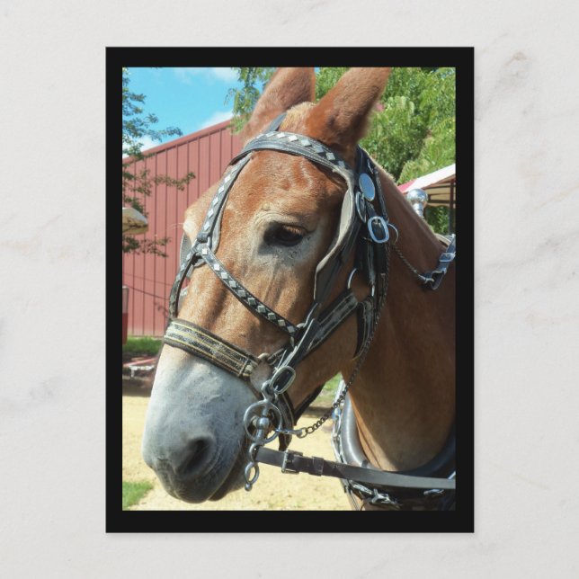 Pferdepostkarte Postkarte (Vorderseite)