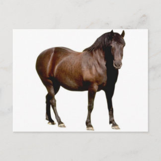 Pferderennen Postkarte