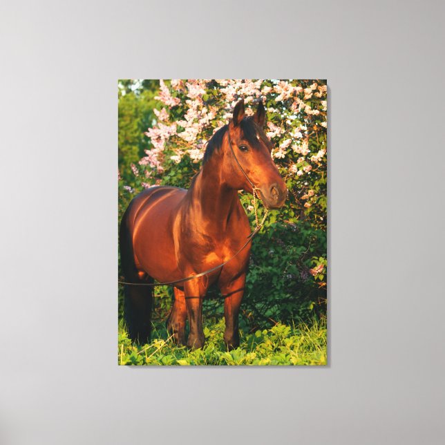 Pferdesammlung. Trakehner. Frühjahr Leinwanddruck (Vorderseite)