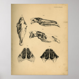 Pferdeschädel Anatomie 1908 Vintage Druck Poster