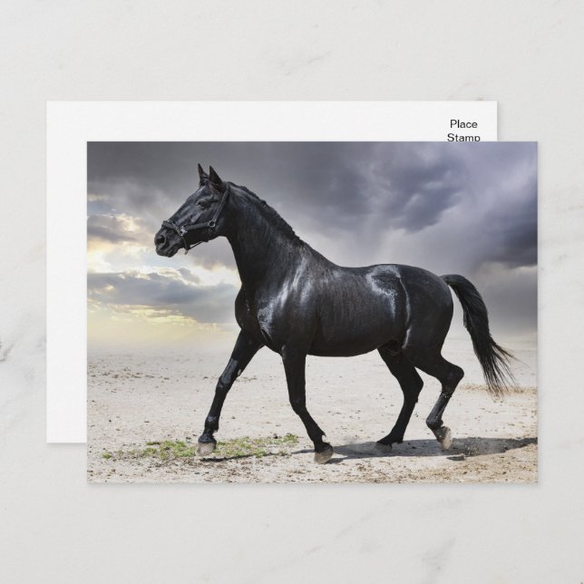 Pferdeschwalbe - Hallo, danke, Liebe Postkarte (Vorne/Hinten)