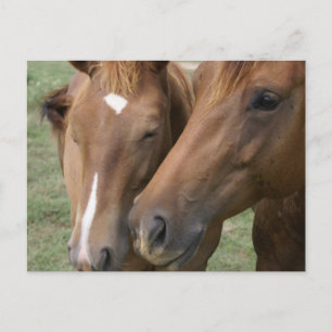 Pferdeschwalbe Postkarte