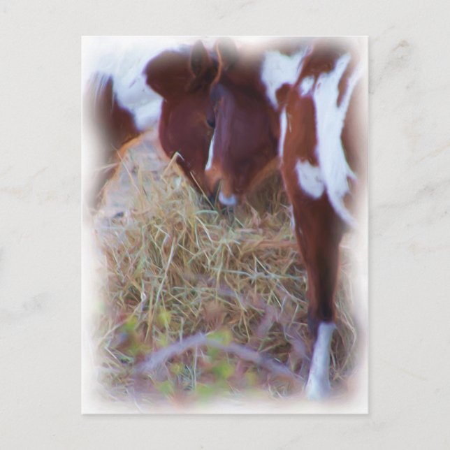 Pferdeschwanz Postkarte (Vorderseite)