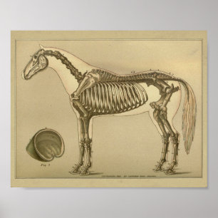 Pferdeskelettartiger Anatomie-Druck Poster