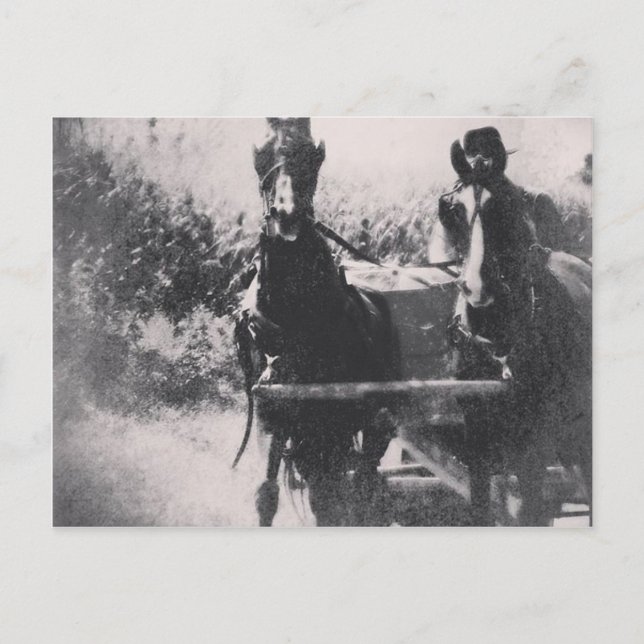 Pferdeteam #Pferde #amish Postkarte (Vorderseite)